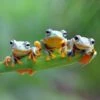 Friendly Frogs (500) -Spel Speelgoed Winkel bluebird puzzle friendly frogs jigsaw puzzle 500 pieces web