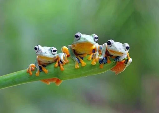 Friendly Frogs (500) -Spel Speelgoed Winkel bluebird puzzle friendly frogs jigsaw puzzle 500 pieces web