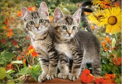 Kitten Buddies (1500) -Spel Speelgoed Winkel kitten buddies puzzle castorland