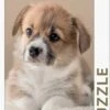 Puppy (1000) -Spel Speelgoed Winkel puppy puzzel