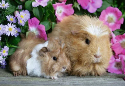 Knuffelmomentje (2x 12) -Spel Speelgoed Winkel puzzel cavia s web